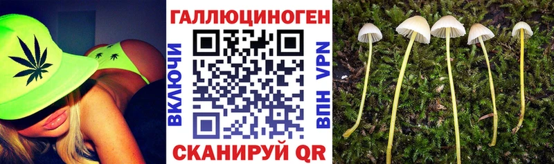 Псилоцибиновые грибы Cubensis  продажа наркотиков  Северская 